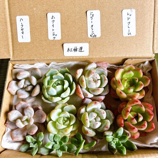1 多肉植物 エケベリア詰め合わせセット