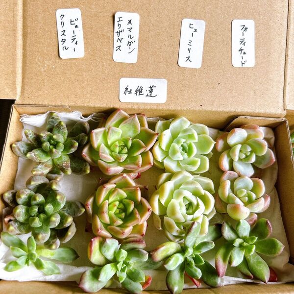 3 多肉植物 エケベリア詰め合わせセット