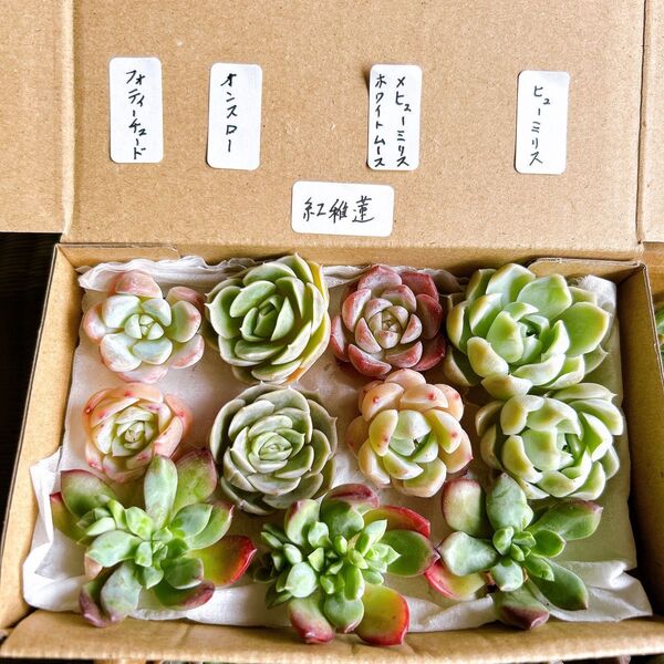 4 多肉植物 エケベリア詰め合わせセット