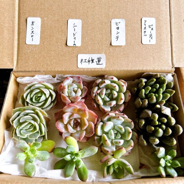 5 多肉植物 エケベリア詰め合わせセット