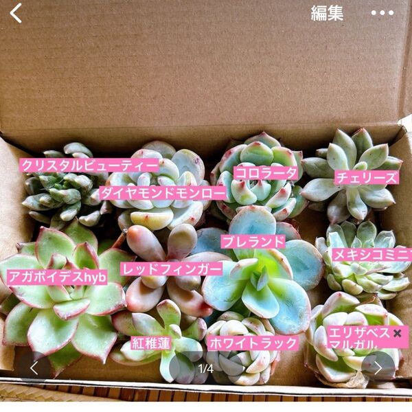 6 多肉植物 エケベリア詰め合わせセット
