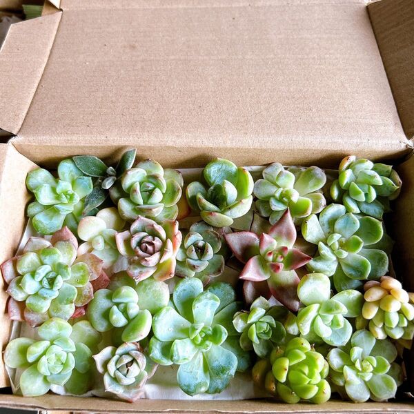 7 多肉植物 エケベリア詰め合わせセット 箱にいっぱい