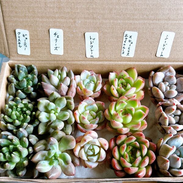8多肉植物 エケベリア詰め合わせセット