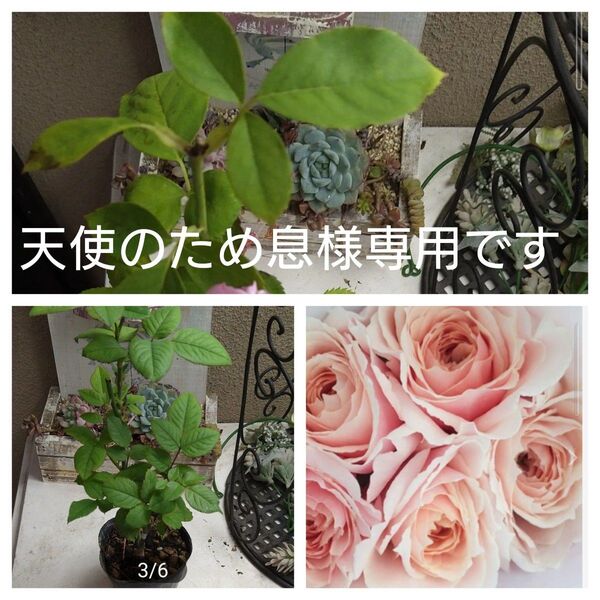 バラ苗 和バラ バラ挿し木
