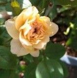 バラ苗 バラ挿し木