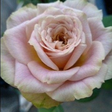 バラ苗 蕾付きバラ挿し木