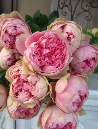 バラ苗 大きな蕾付きコロンとした桜色バラ挿し木