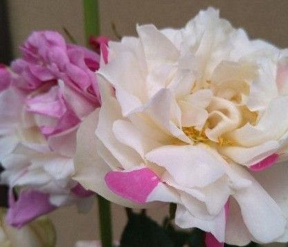 バラ苗 希少ナンバリングイブバラ挿し木