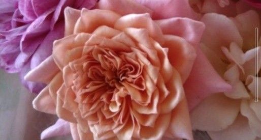 バラ苗 和バラ 蕾付きバラ挿し木