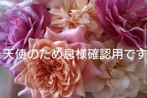 バラ苗 和バラ バラ挿し木
