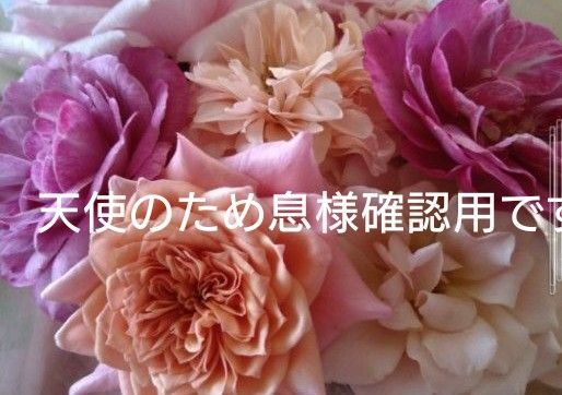 バラ苗 和バラ 開花バラ挿し木