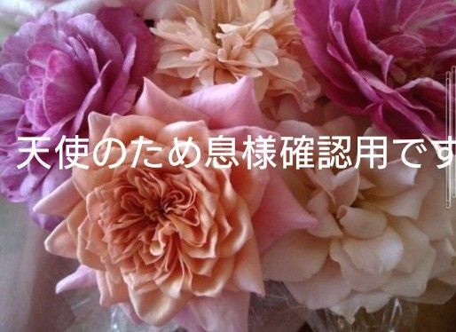 バラ苗 和バラ 開花バラ挿し木