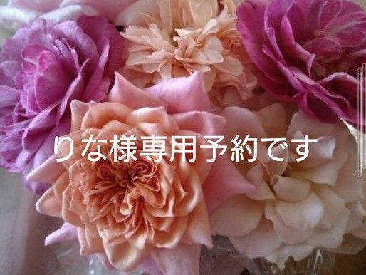 バラ苗 和バラ バラ挿し木