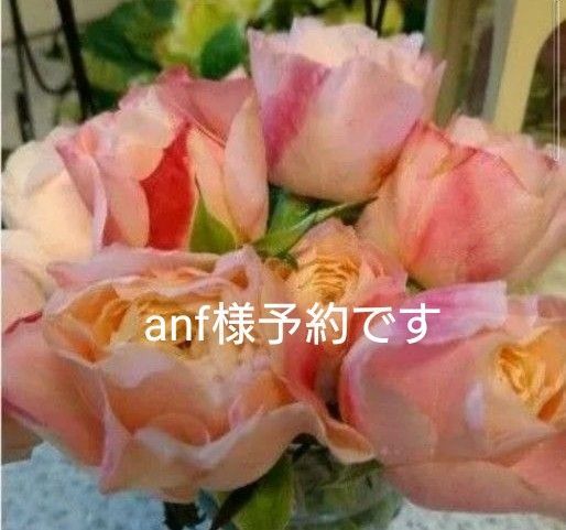 バラ苗 和バラ anf様予約バラ挿し木