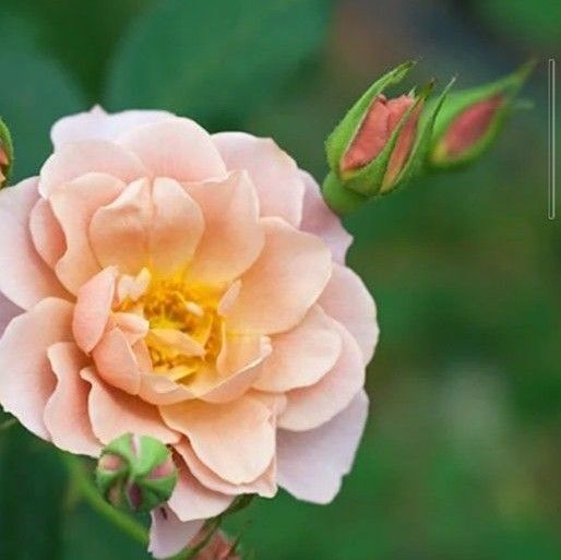 バラ苗 和バラ 開花と3蕾付きバラ挿し木