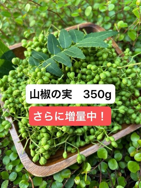 山椒の実 350g 無農薬 実山椒 さらに50g増量!