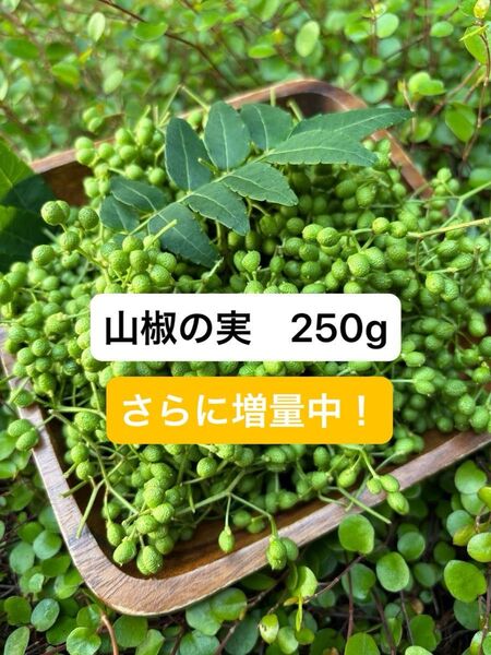 実山椒 250g 無農薬 山椒の実 さらに増量50g!