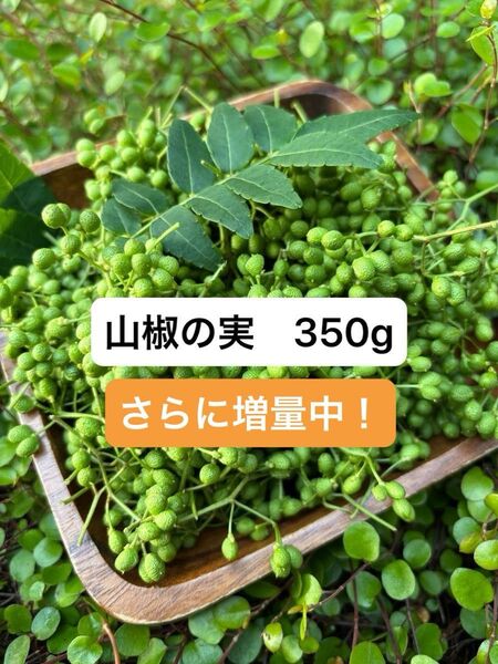 山椒の実 350g 実山椒 無農薬 さらに50g増量!