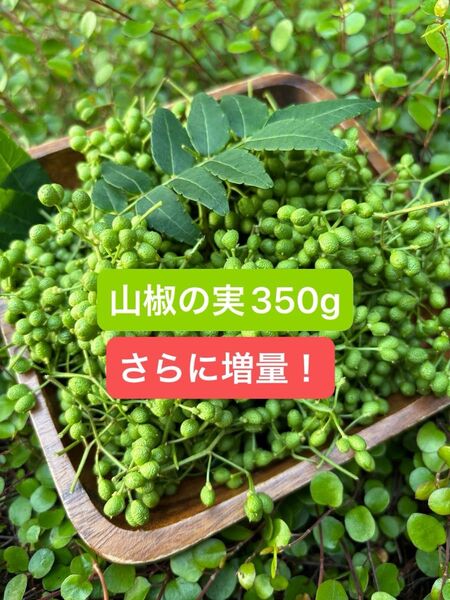 山椒の実 350g 無農薬 実山椒 さらにプラス50g!