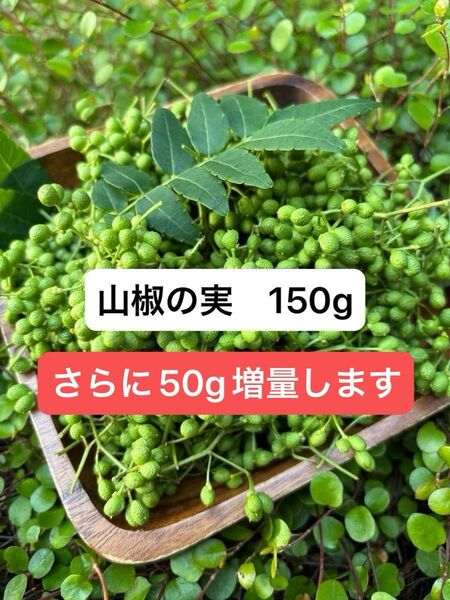 山椒の実 150g 無農薬 実山椒 増量50g!
