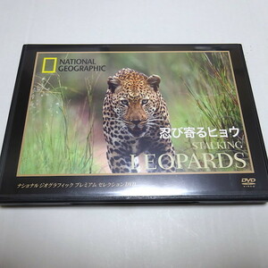 即決 中古美品「忍び寄るヒョウ」ナショナルジオグラフィック DVD