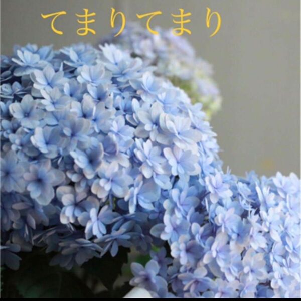 紫陽花 てまりてまり 挿し穂 セット