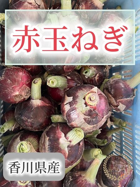 赤玉ねぎ 4.5kg