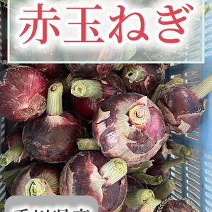 赤玉ねぎ 9kg