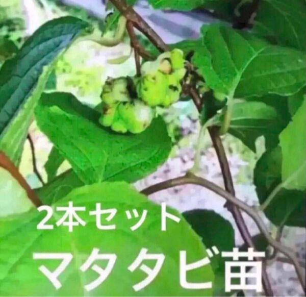 発根済み マタタビ 挿し木苗 チビ苗 抜き苗1本+おまけ1本