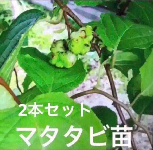 発根済み マタタビ 挿し木苗 チビ苗 抜き苗1本+おまけ1本