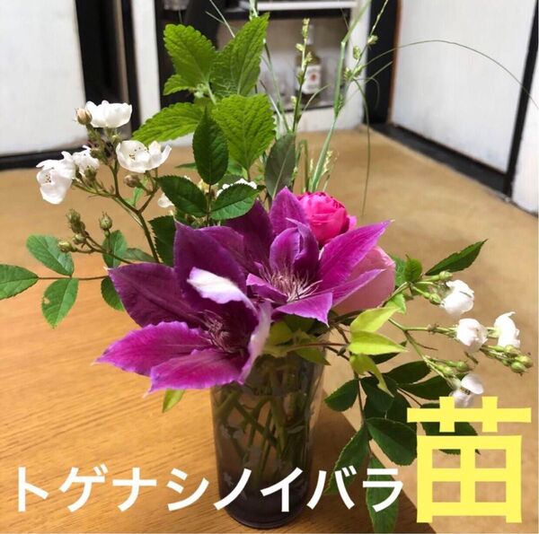 発根済み 天然トゲなしノイバラ 野薔薇 挿し木苗 チビ苗 1本+おまけ1本