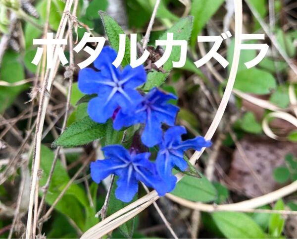 発根済み ホタルカズラ 挿し木苗 チビ苗 1本+おまけ1本