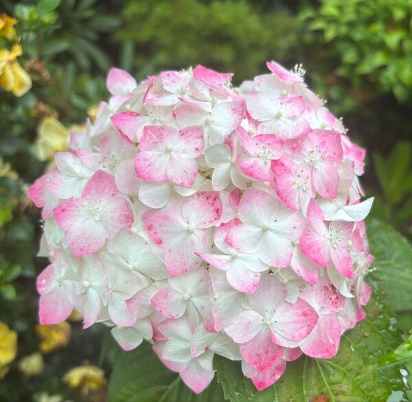 ④紫陽花 挿し穂 【2本】※追加250円で①〜⑩購入可!
