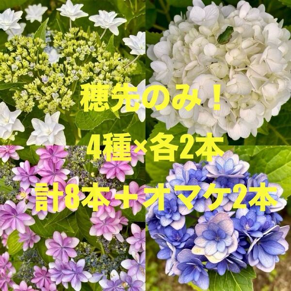 紫陽花 挿し穂 挿木(各種2本)計8本(+おまけ2本)まとめ アジサイ あじさい