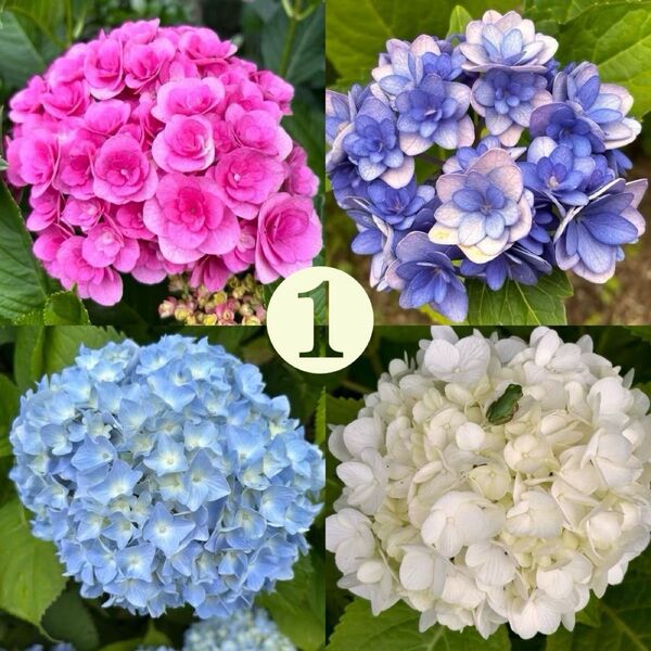 1 紫陽花 挿し穂 挿木(4種×各2本)計8本 まとめ アジサイ あじさい