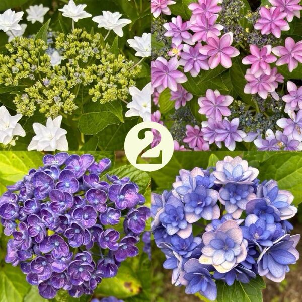 2 紫陽花 挿し穂 挿木(4種×各2本)計8本 まとめ アジサイ あじさい