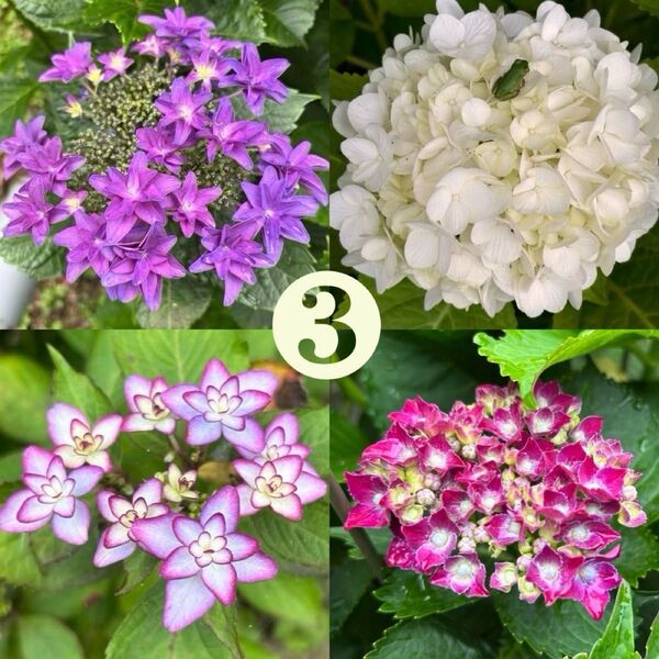紫陽花 挿し穂 挿木(4種×各2本)計8本 まとめ アジサイ あじさい