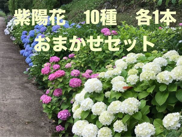 紫陽花 挿し穂 挿木(10種×各1本)まとめ アジサイ あじさい