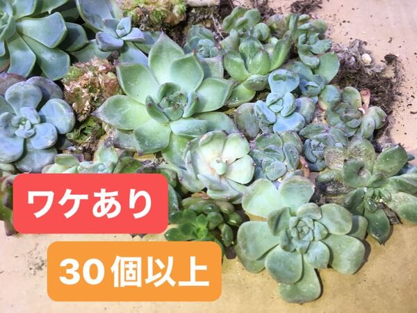 多肉植物 エケベリア 抜き苗 30個以上 まとめ売り
