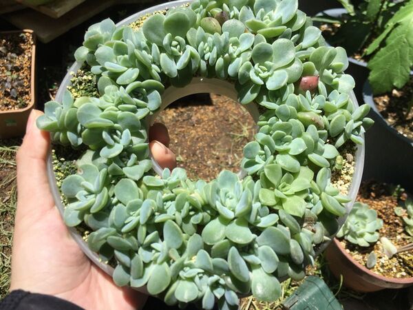 多肉植物 エケベリア 寄せ植え