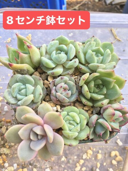 多肉植物 エケベリア 抜き苗 8センチ鉢セットA