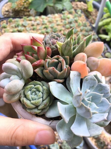 多肉植物 エケベリア 抜き苗セット 桃の卵他