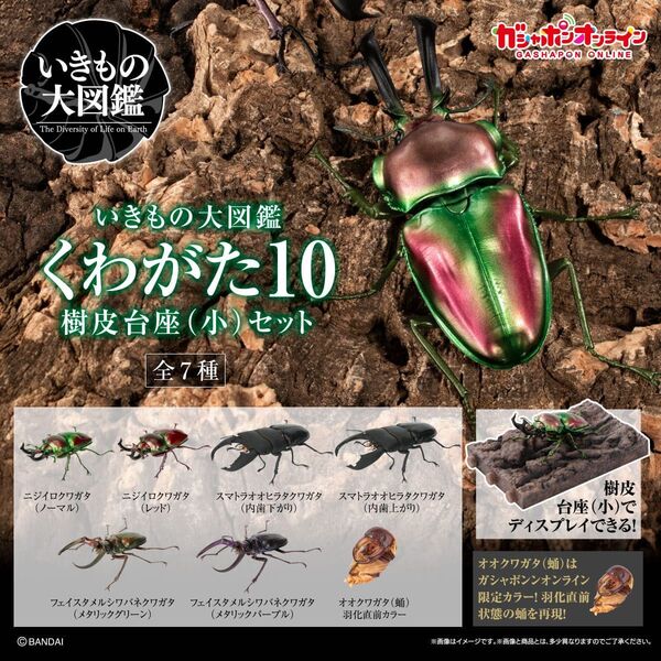 ガシャポンオンライン限定 いきもの大図鑑 くわがた10 樹皮台座(小)セット 蛹以外セミコンプセット