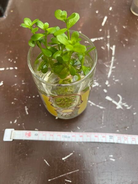 ウォーターバコパ5本 水草