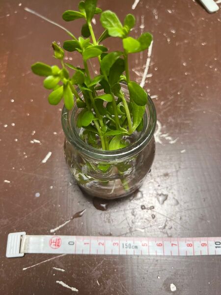 ウォーターバコパ7本 水草