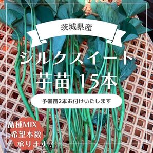 茨城県産 さつまいも苗 シルクスイート15本 予備苗2本です