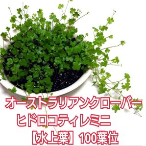 オーストラリアンクローバーヒドロコティレミニ水上葉100葉位