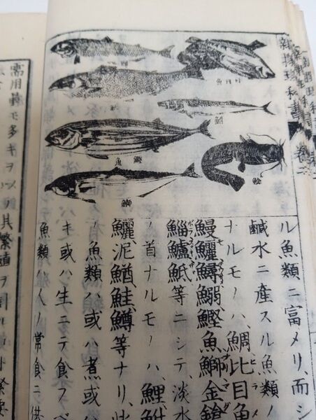 戦前明治21年当時物小学校理科教科書旧文字面白い絵図掲載書籍コレクション