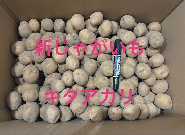 宮崎県産、新じゃがキタアカリ1kg