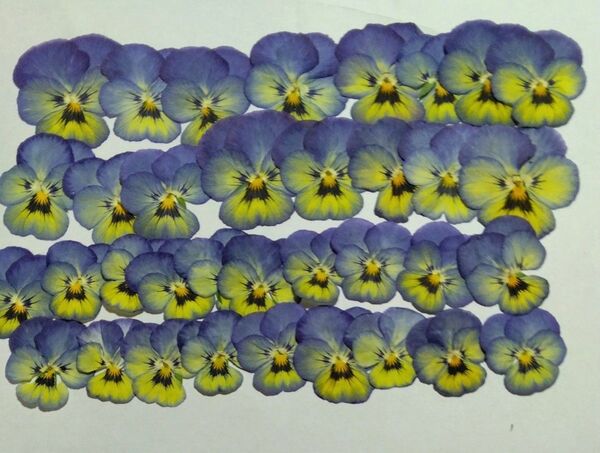 No.29 押し花 ビオラ